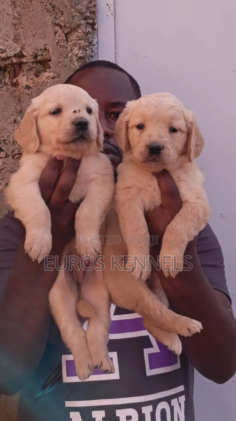 1-3 months Male Purebred Golden Retriever