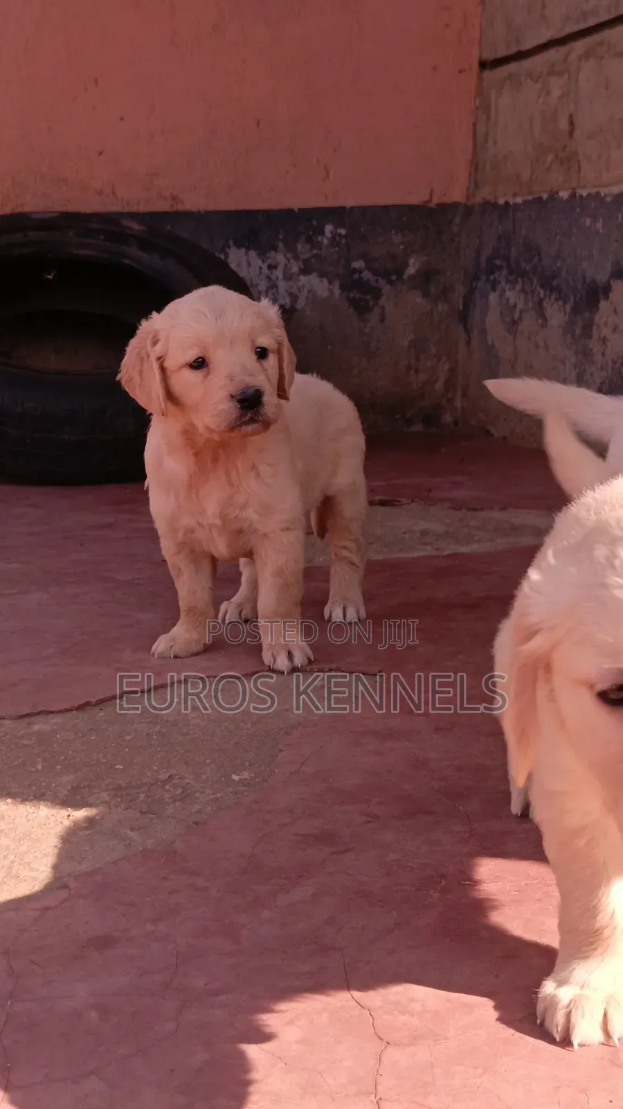 1-3 months Female Purebred Golden Retriever