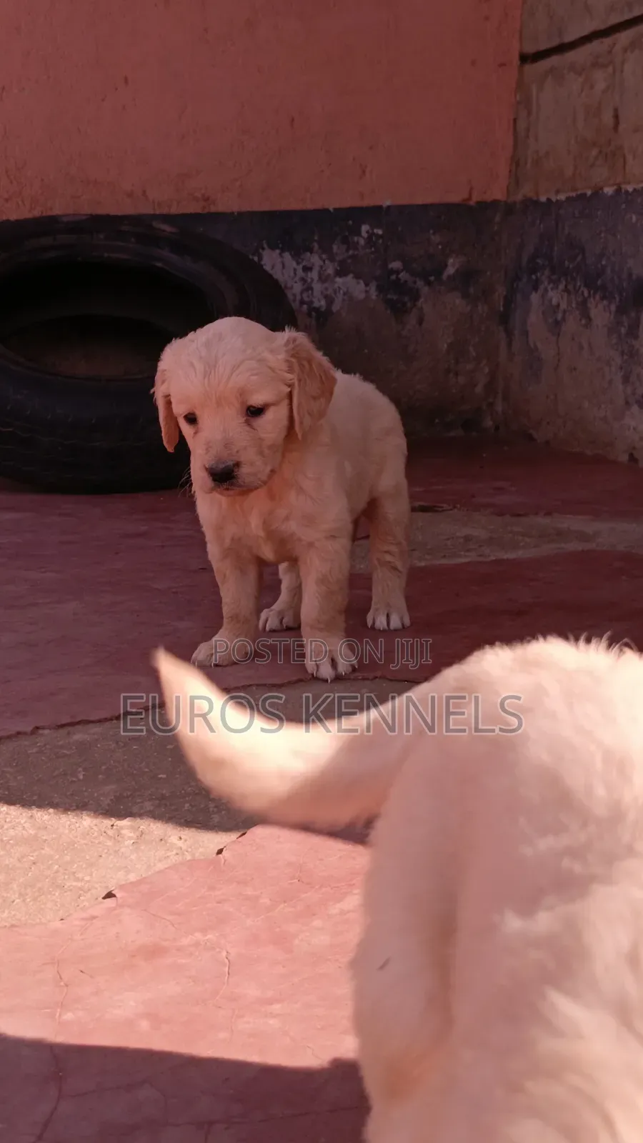 1-3 months Female Purebred Golden Retriever