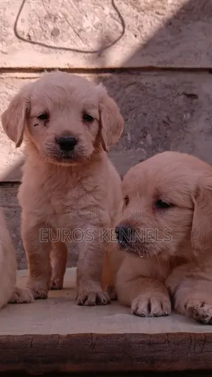 1-3 months Male Purebred Golden Retriever