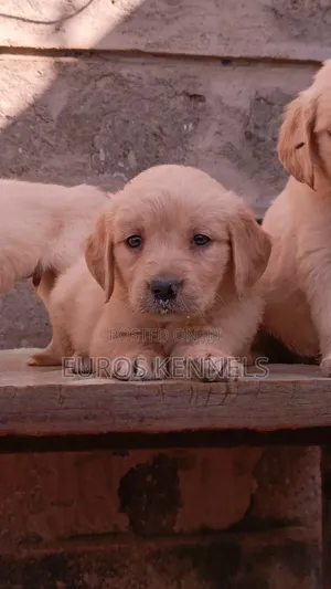 1-3 months Female Purebred Golden Retriever