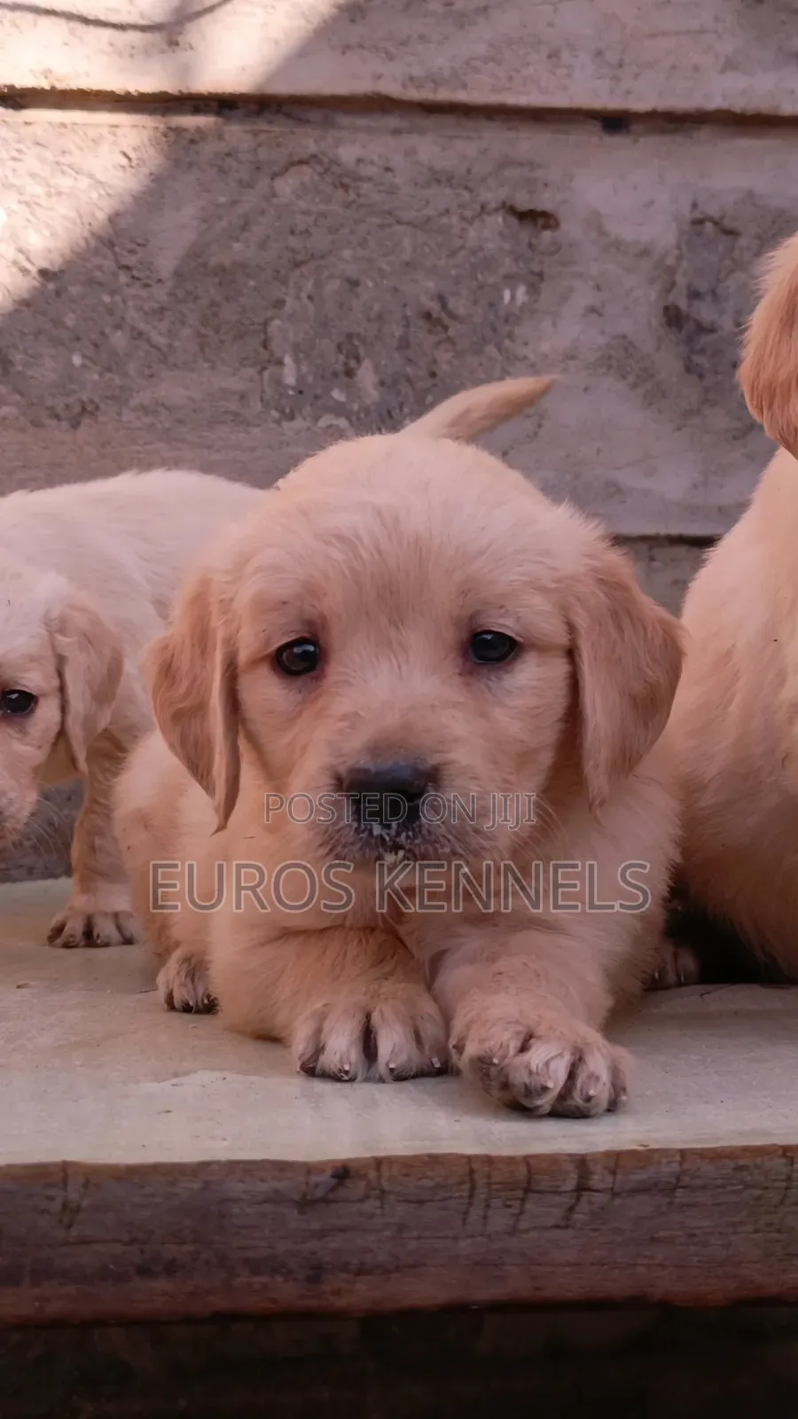 1-3 months Female Purebred Golden Retriever
