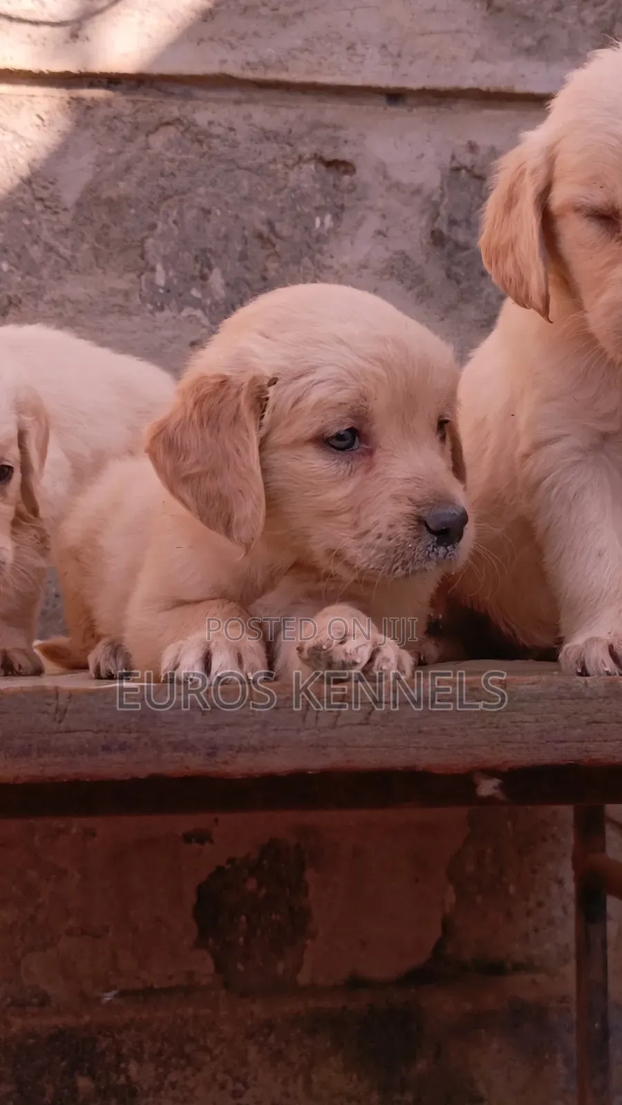 1-3 months Female Purebred Golden Retriever