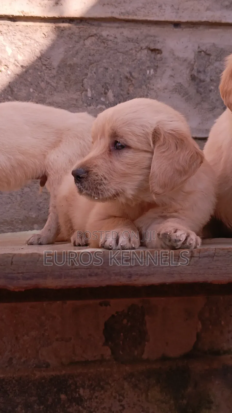 1-3 months Female Purebred Golden Retriever