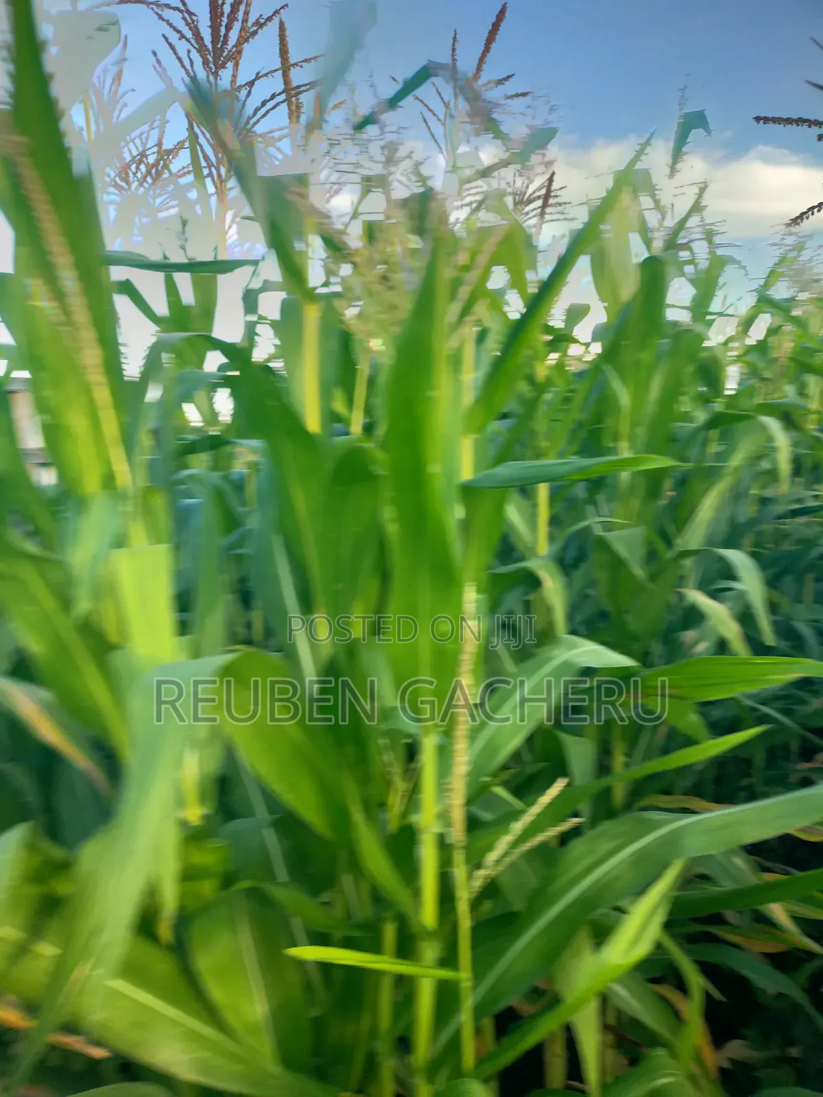 Land for Sale