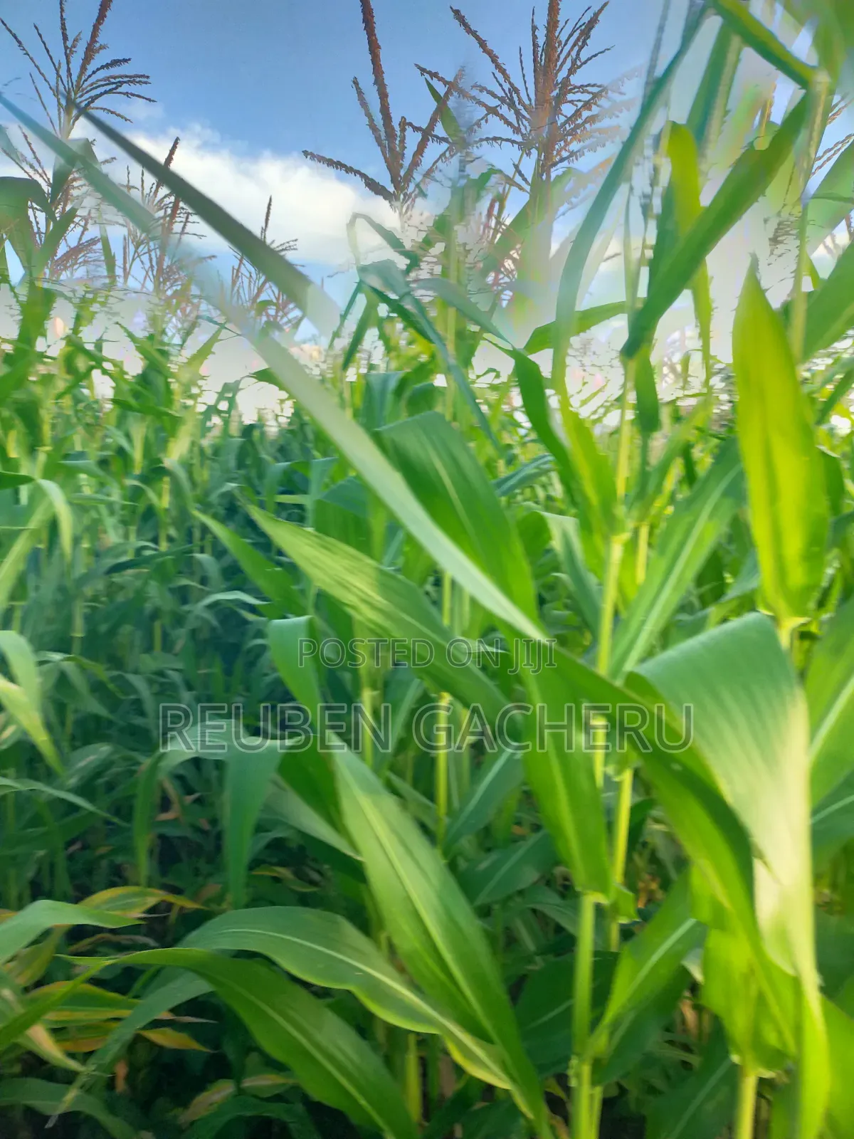 Land for Sale