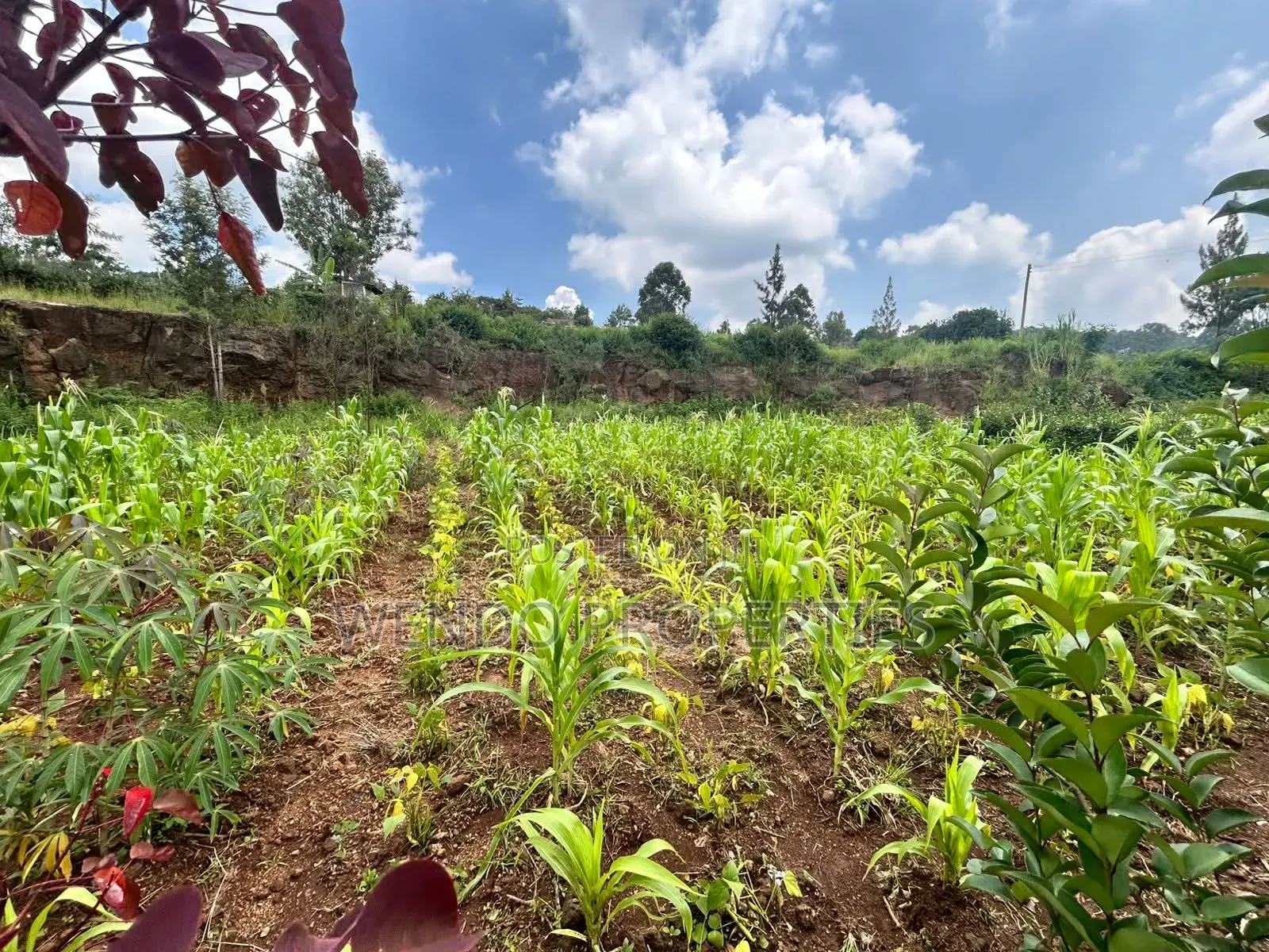 Quarter Acre for Sale