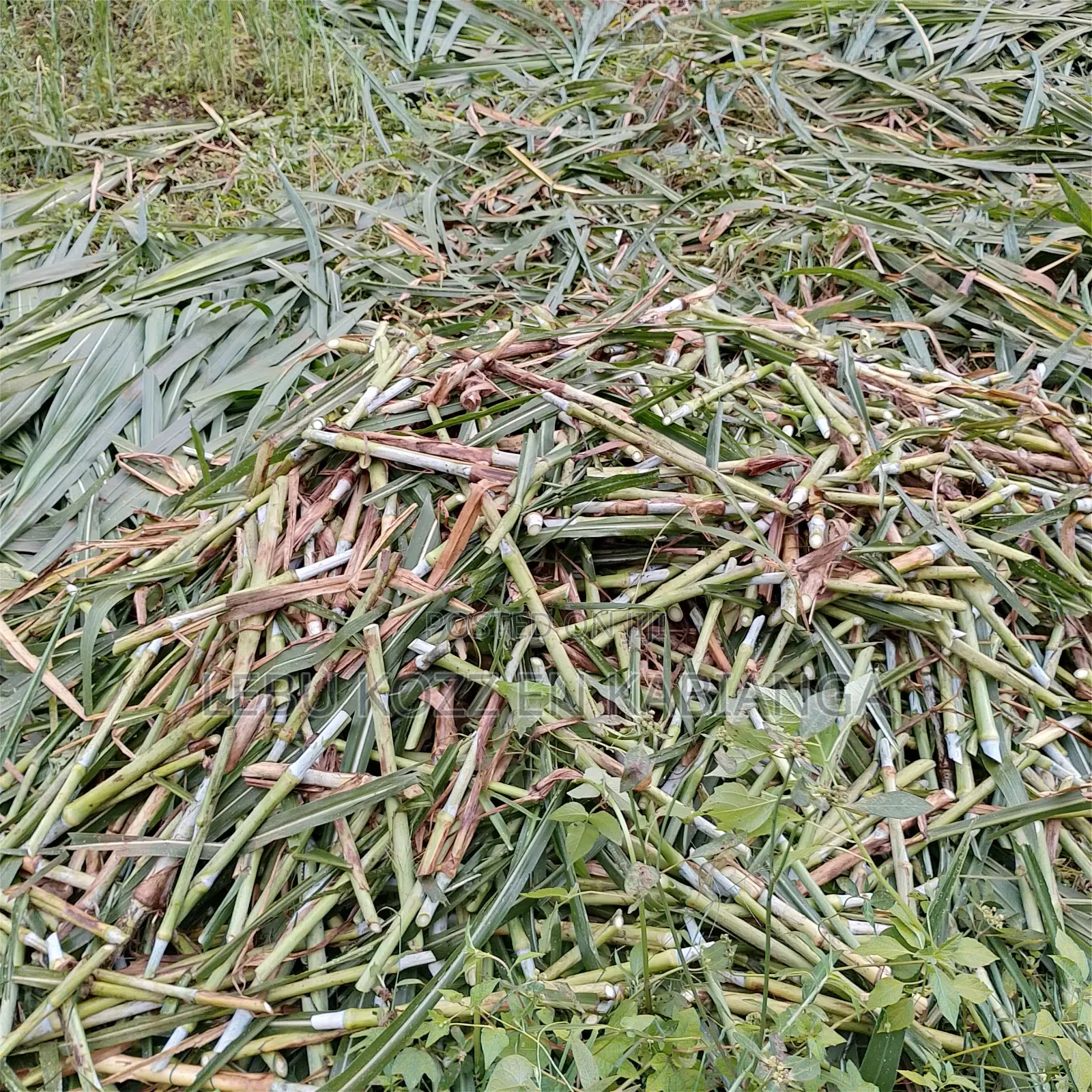 Juncao Chinese Grass