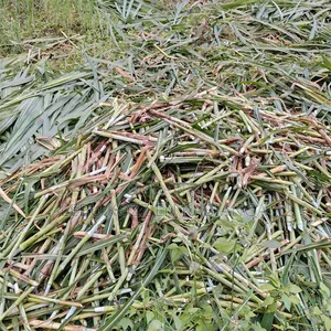 Juncao Chinese Grass