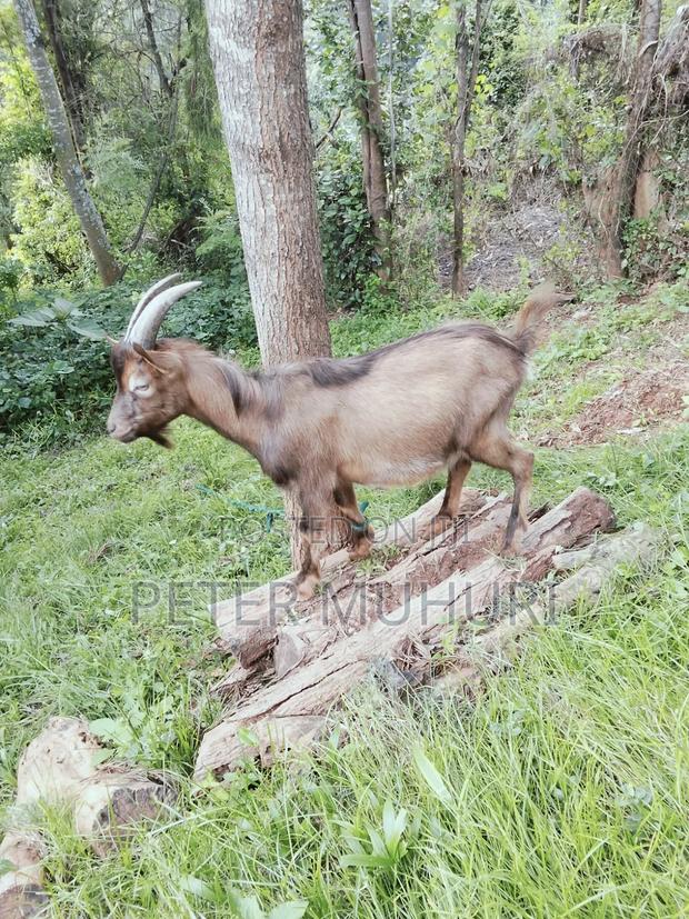 Pedigree Male Goat