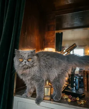 3-6 months Male Purebred Persian