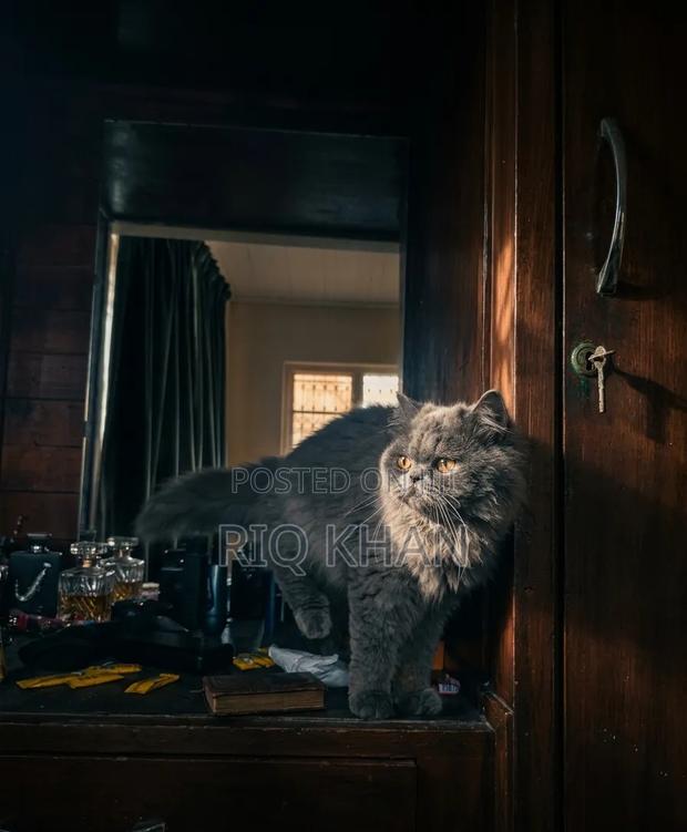3-6 months Male Purebred Persian - thumbnail 2