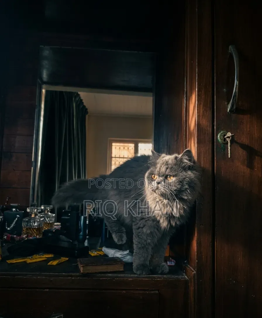 3-6 months Male Purebred Persian