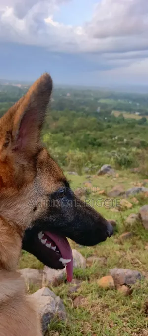 3-6 months Female Purebred German Shepherd
