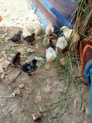 Brahma Fertilize Eggs