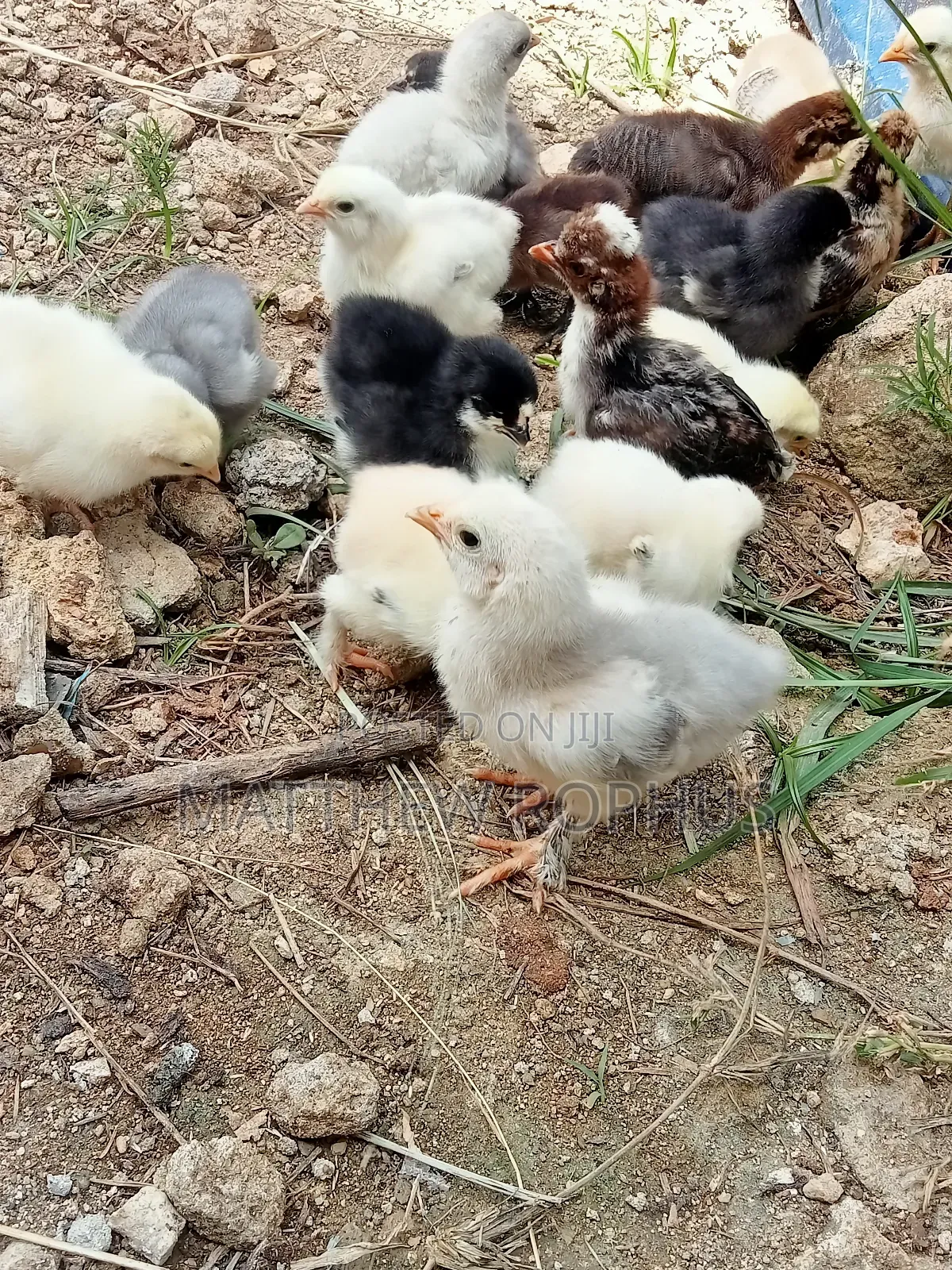 Brahma Fertilize Eggs