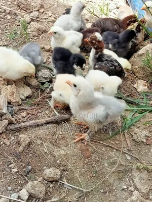 Brahma Fertilize Eggs