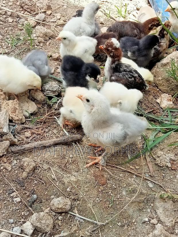 Brahma Fertilize Eggs - thumbnail 3