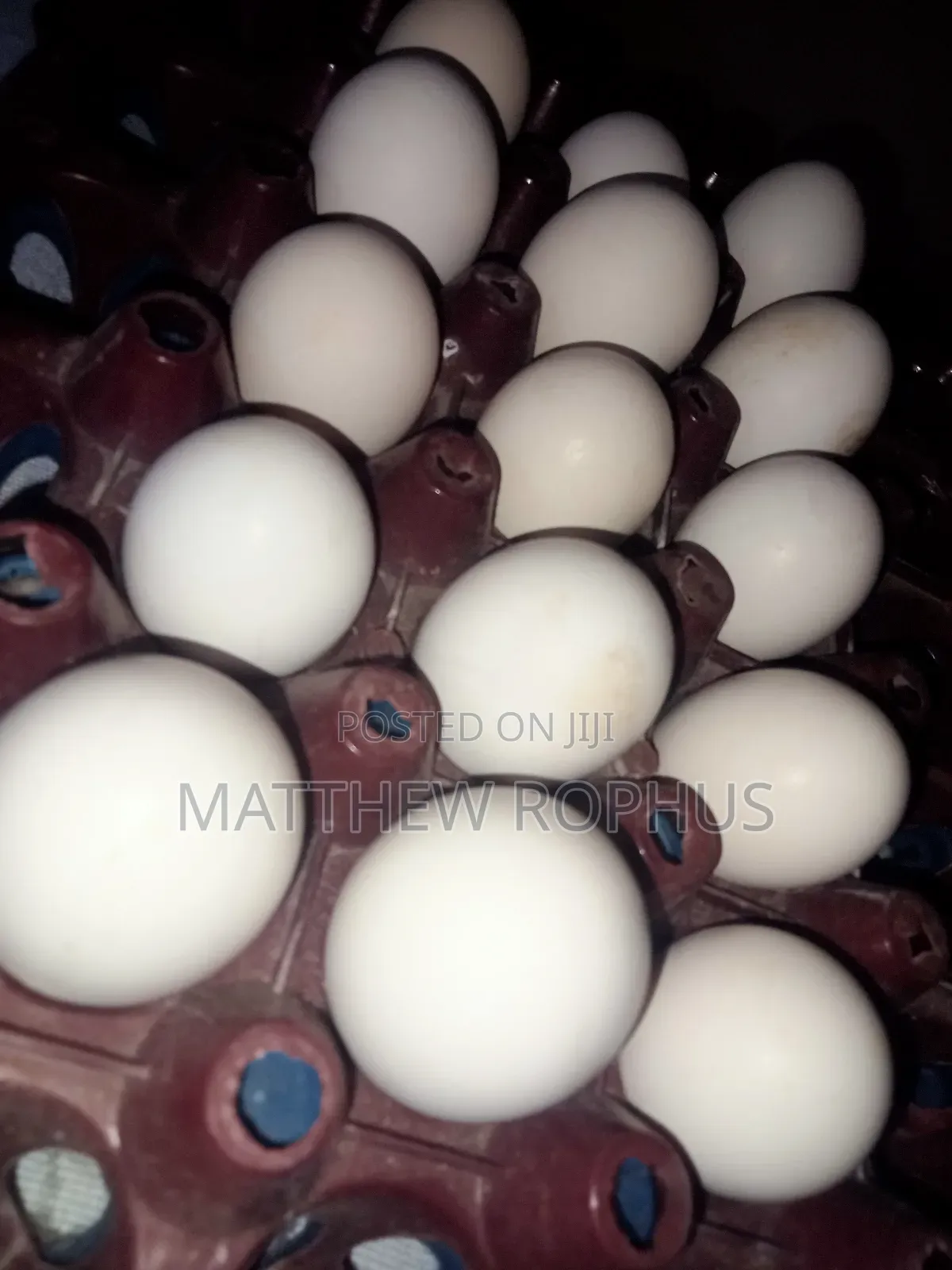 Brahma Fertilize Eggs