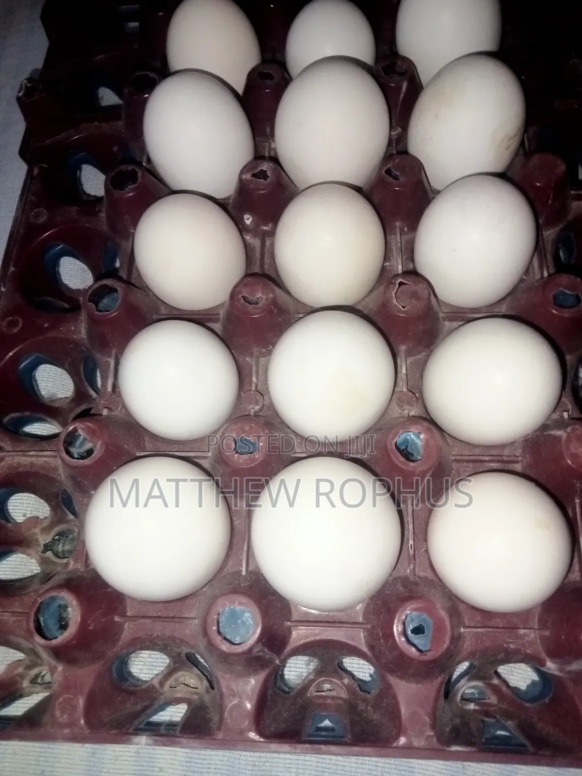 Brahma Fertilize Eggs