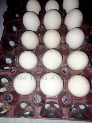 Brahma Fertilize Eggs