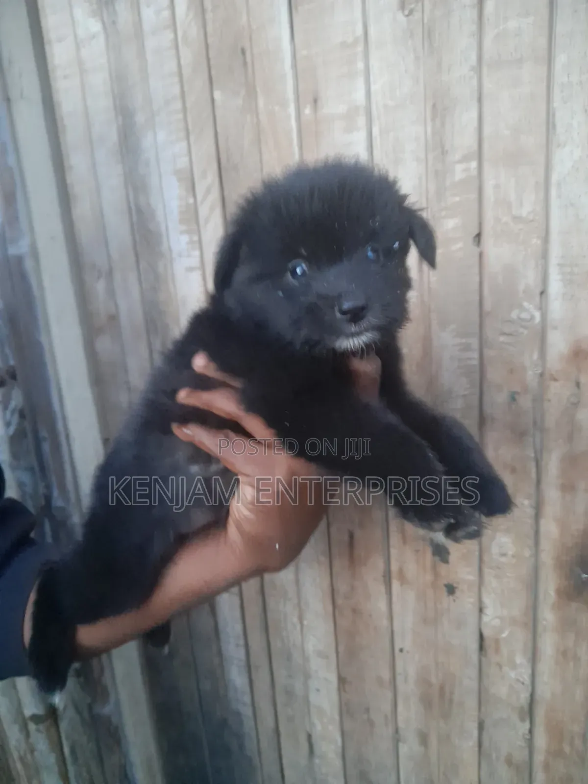 1-3 months Male Purebred Japanese Spitz