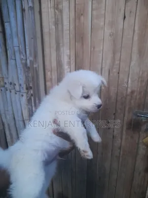 1-3 months Female Purebred Japanese Spitz