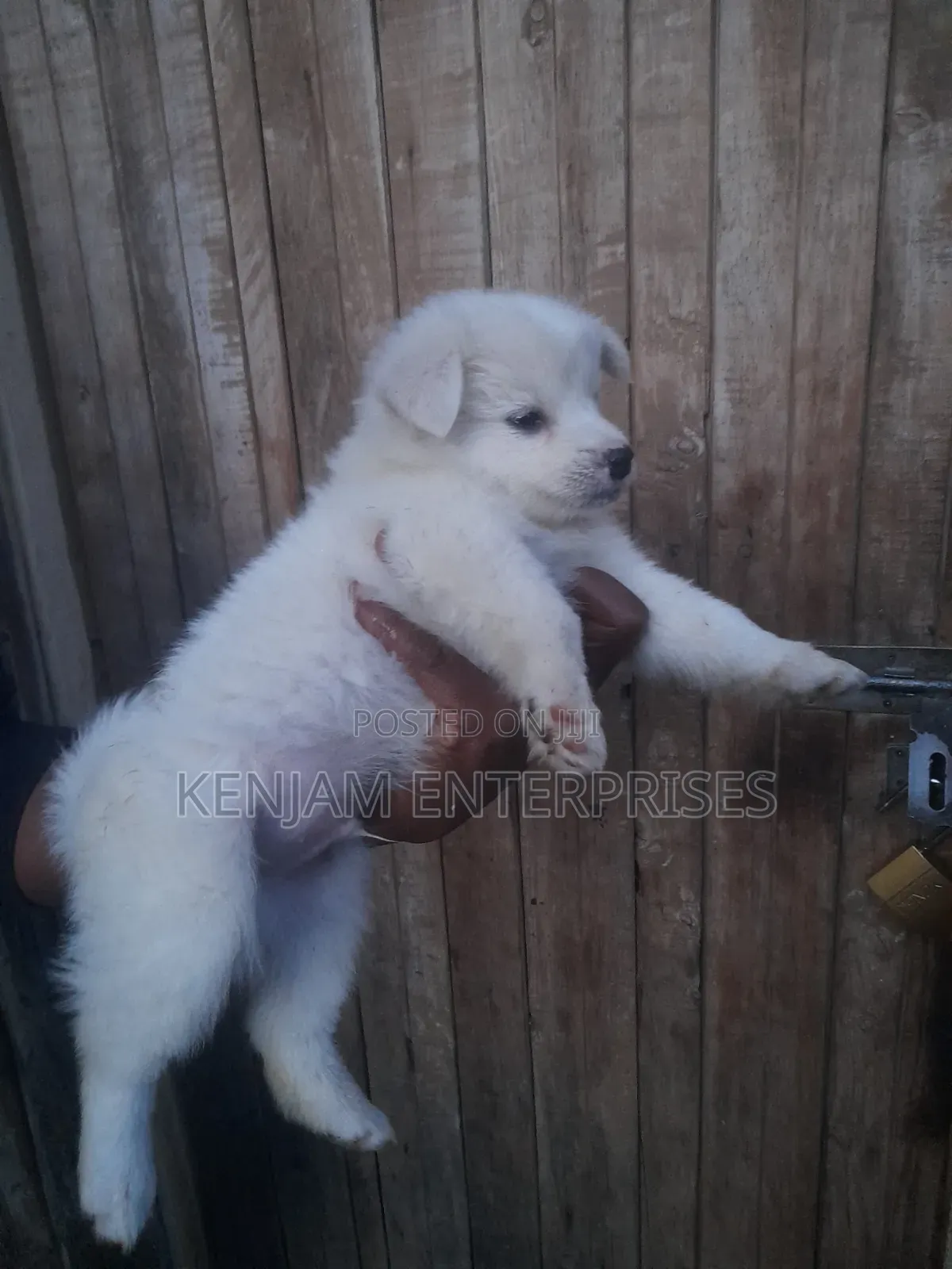 1-3 months Male Purebred Japanese Spitz