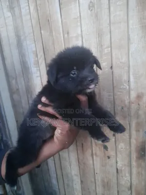 1-3 months Female Purebred Japanese Spitz