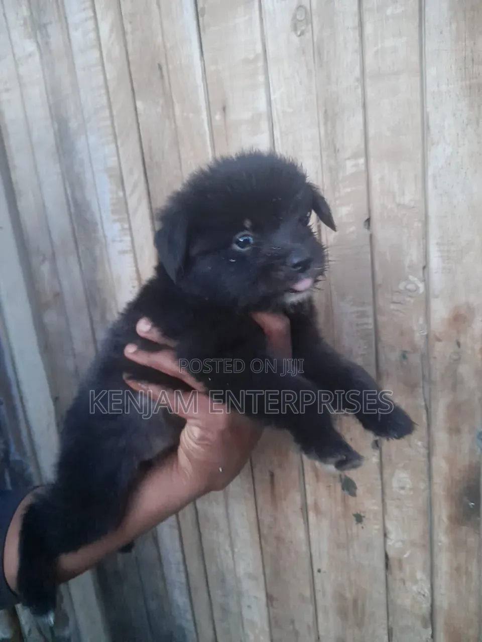 1-3 months Female Purebred Japanese Spitz