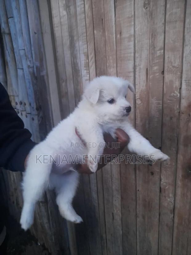 1-3 months Female Purebred Japanese Spitz