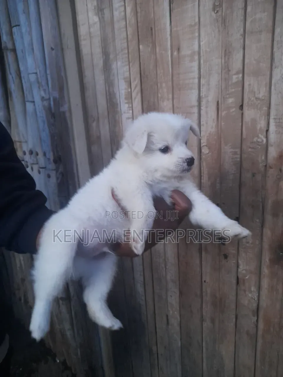1-3 months Female Purebred Japanese Spitz