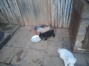 1-3 months Male Purebred Japanese Spitz