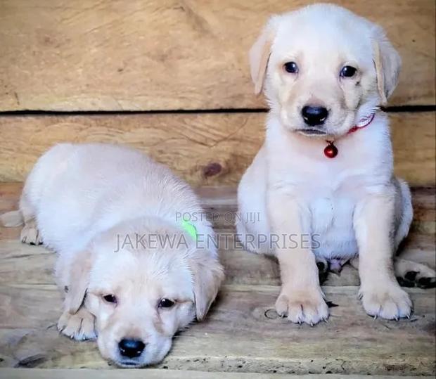 1-3 months Female Purebred Labrador Retriever - main view