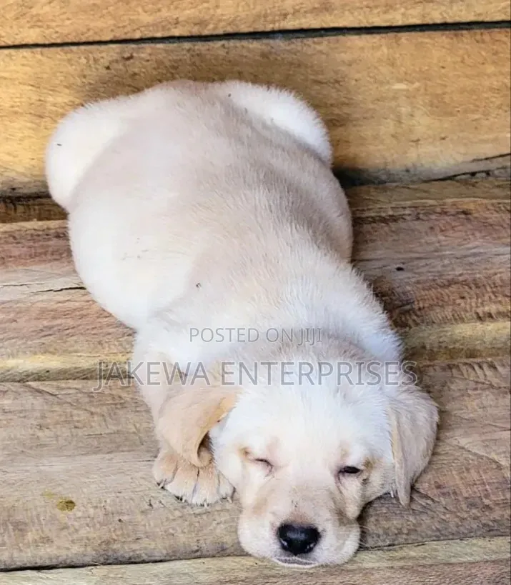 1-3 months Male Purebred Labrador Retriever