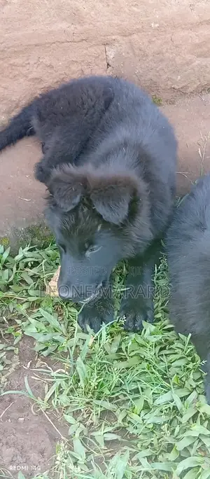3-6 months Male Purebred German Shepherd