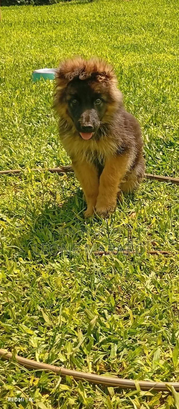 3-6 months Male Purebred German Shepherd - thumbnail 2