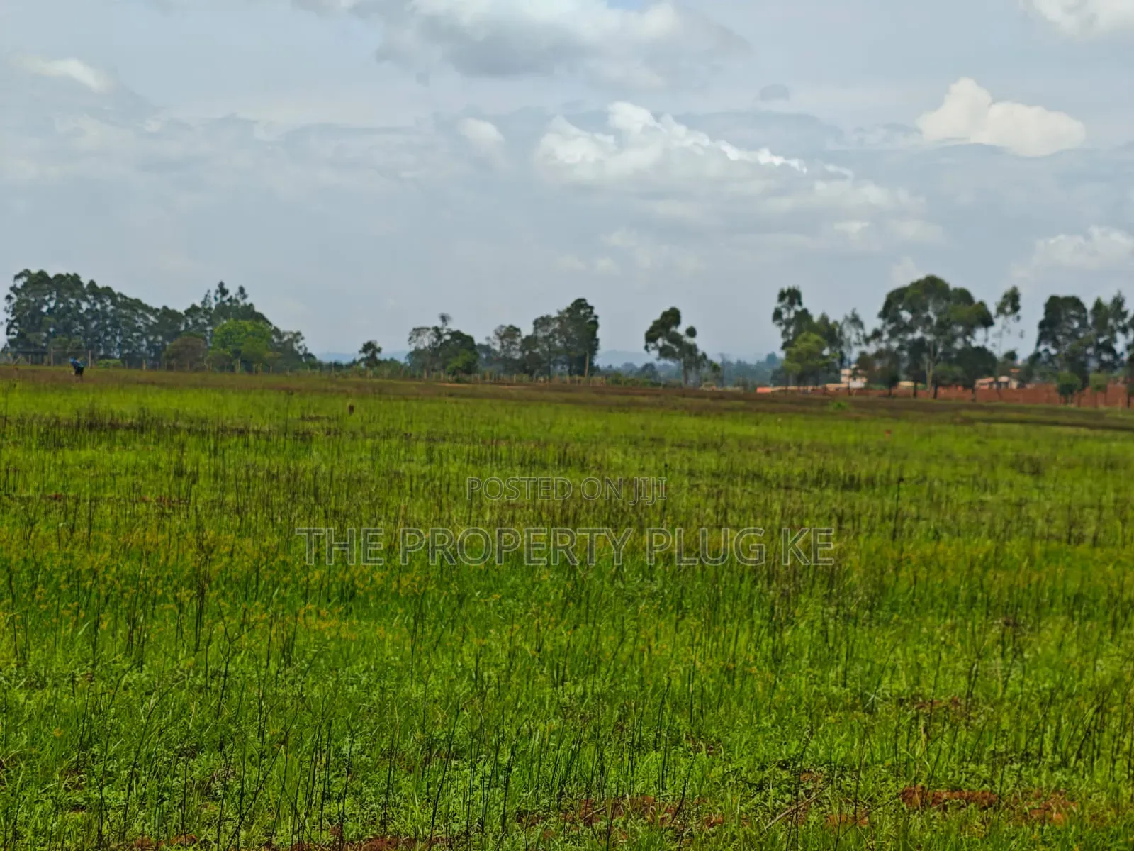 1/4 Acre Plots for Sale in Kitale
