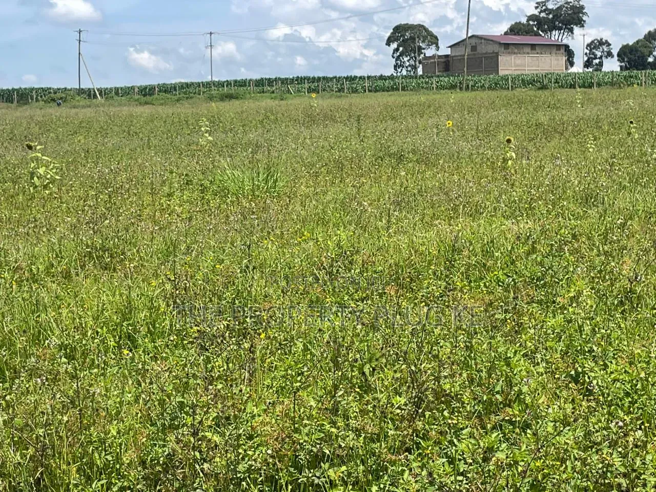 1/4 Acre Plots for Sale in Kitale