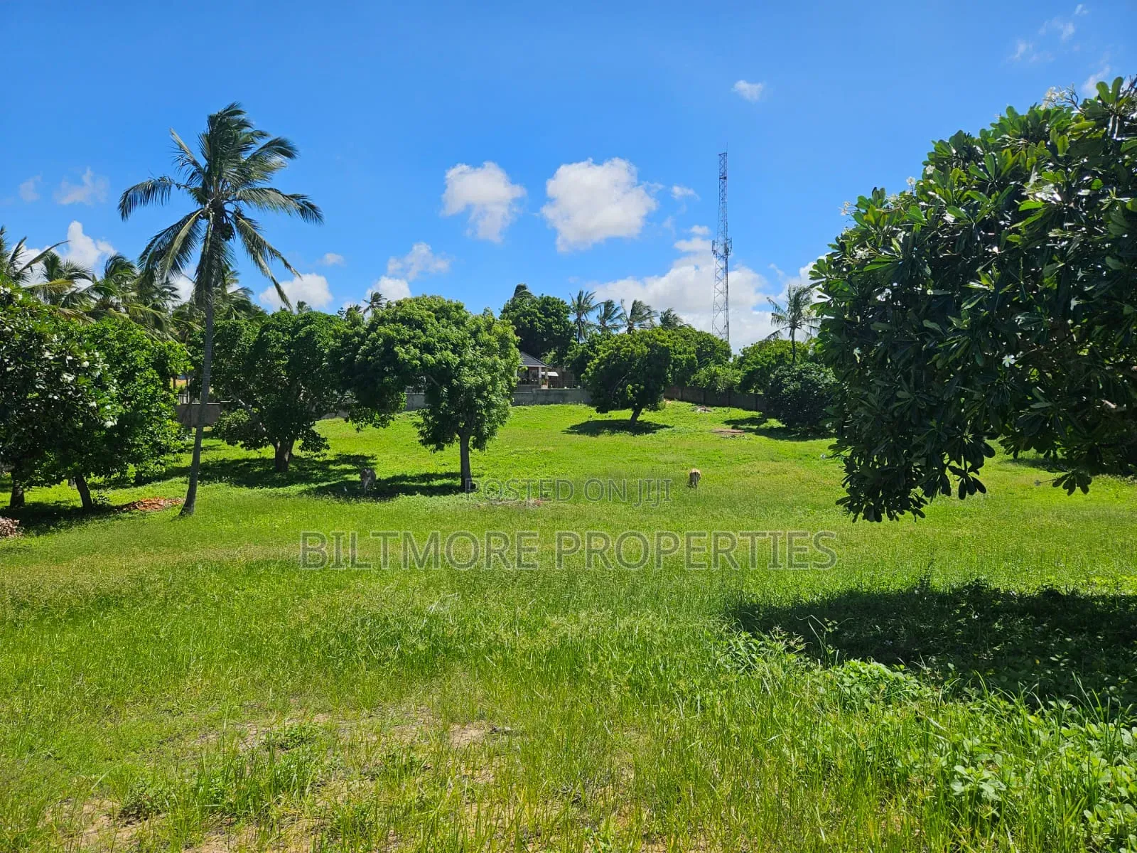 2 Acres Beachfront for Sale in Bofa