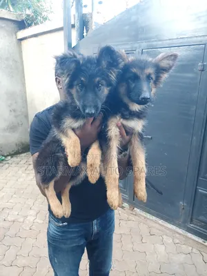 1-3 months Female Purebred German Shepherd