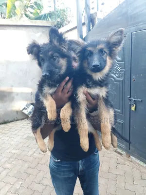 1-3 months Female Purebred German Shepherd
