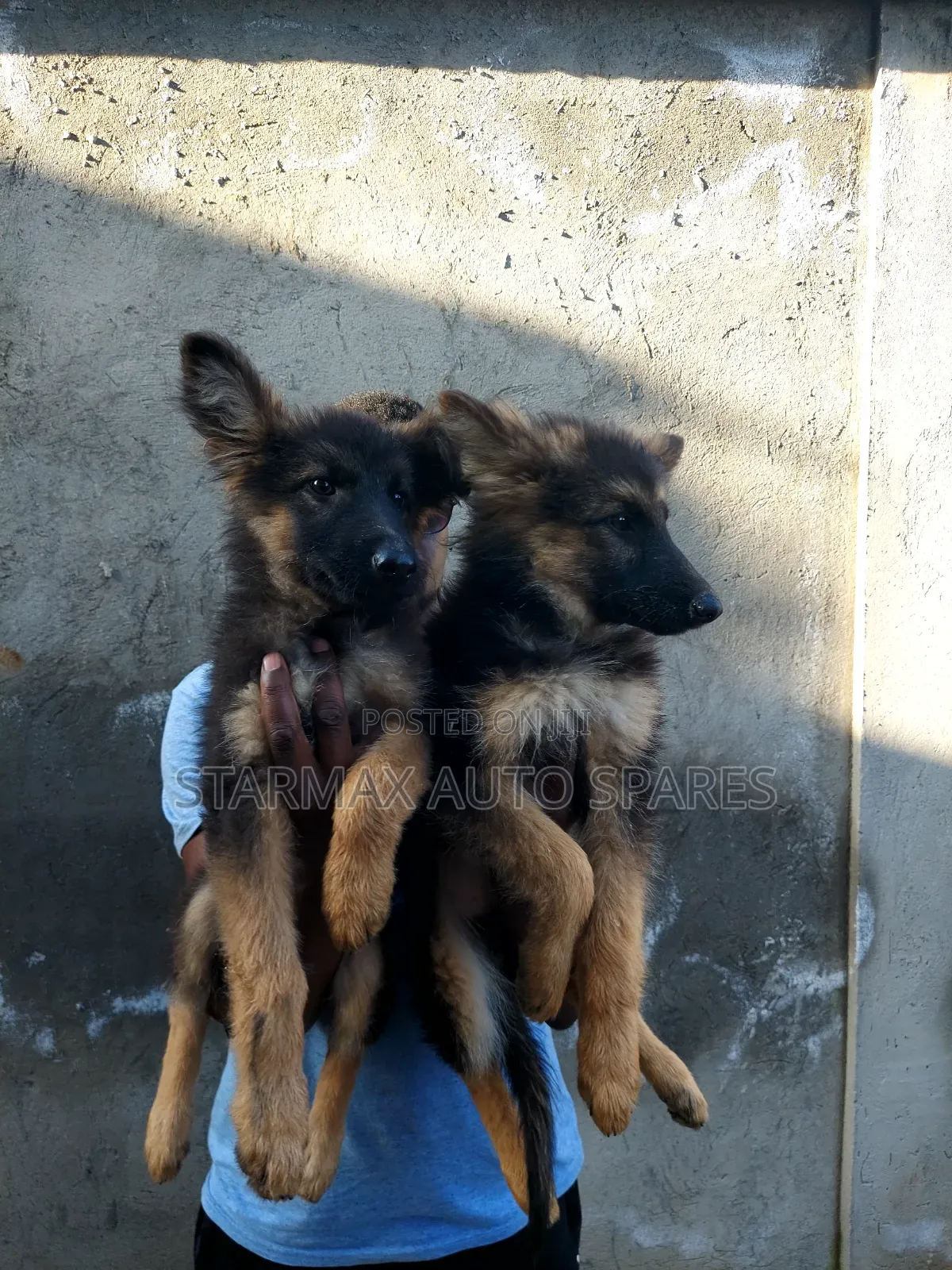 1-3 months Female Purebred German Shepherd