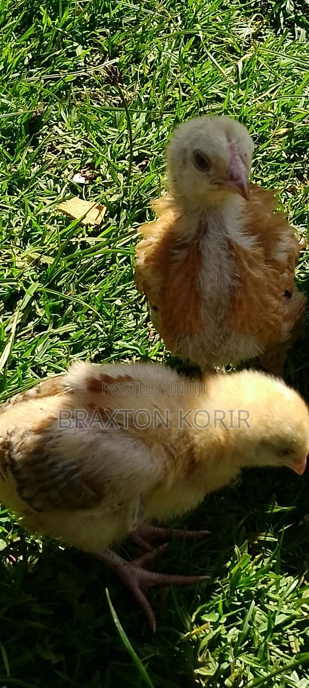 Selling Sasso F1 Chicks 20 Days Old