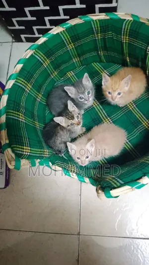 1-3 months Female Purebred Cat