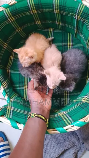 1-3 months Female Purebred Cat