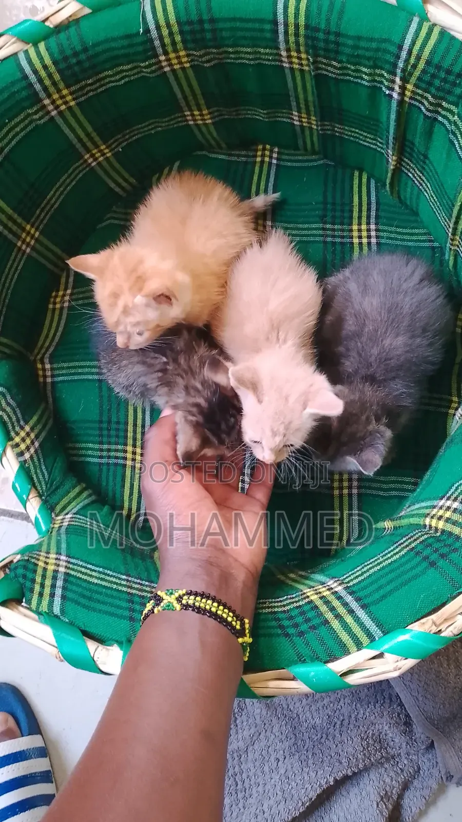 1-3 months Female Purebred Cat