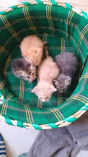 1-3 months Female Purebred Cat