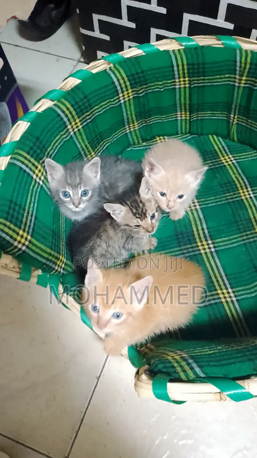 1-3 months Female Purebred Cat