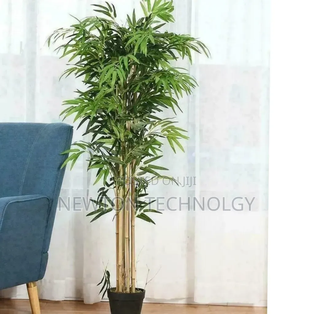 High Quality Potted House Tree Size 150cms Equivalent to 5ft KSHS
